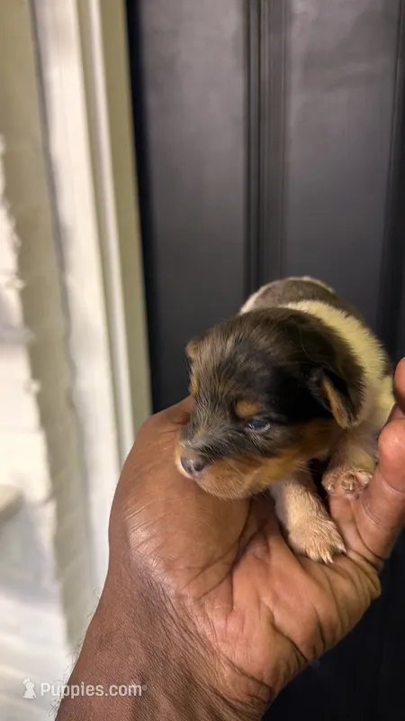 Blue Merle party Yorkie – Yorkshire Terrier puppy for sale in Louisville, KY