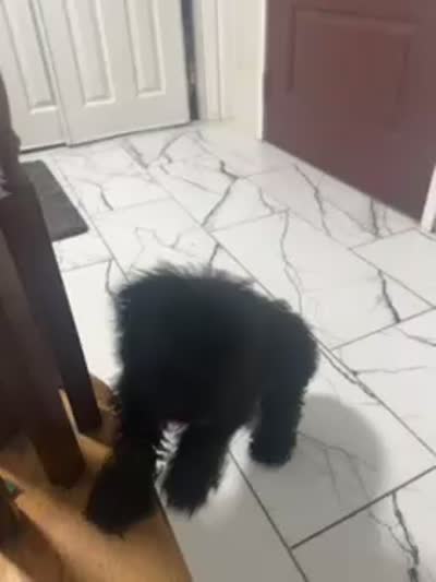 Onyx, a female Poodle - Toy  for sale in Louisville, KY – 1 of 1