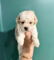 Toy poodle , a male Poodle - Toy  for sale in Louisville, KY – 9 of 10