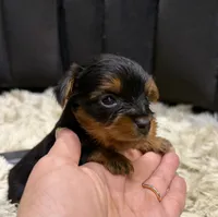 Teacup Yorkie , a female Yorkshire Terrier for sale in Louisville, KY – 10 of 10