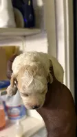 White Merle poodle , a female Poodle - Miniature  for sale in Louisville, KY – 8 of 10
