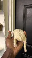 White Merle poodle , a female Poodle - Miniature  for sale in Louisville, KY – 4 of 10