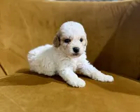 Toy poodle , a male Poodle - Toy  for sale in Louisville, KY – 8 of 10