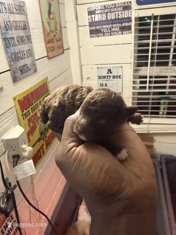 Toy poodle  – Poodle - Toy  puppy for sale in Louisville, KY