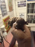 Toy poodle , a female Poodle - Toy  for sale in Louisville, KY – 1 of 5