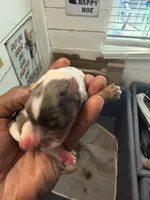 Blue Merle party Yorkie, a female Yorkshire Terrier for sale in Louisville, KY – 3 of 7