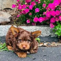Ace, a male Yorkshire Terrier for sale in Louisville, KY – 1 of 1