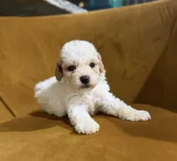 Toy poodle , a male Poodle - Toy  for sale in Louisville, KY – 4 of 10