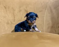 Teacup Yorkie , a female Yorkshire Terrier for sale in Louisville, KY – 8 of 10