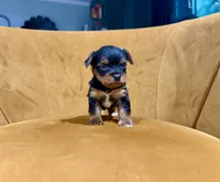 Teacup Yorkie , a female Yorkshire Terrier for sale in Louisville, KY – 3 of 10