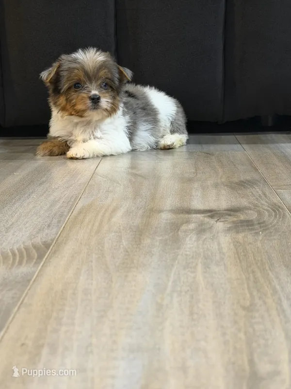 Blue Merle party Yorkie – Yorkshire Terrier puppy for sale in Louisville, KY