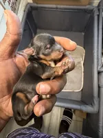Traditional , a female Yorkshire Terrier for sale in Louisville, KY – 2 of 5