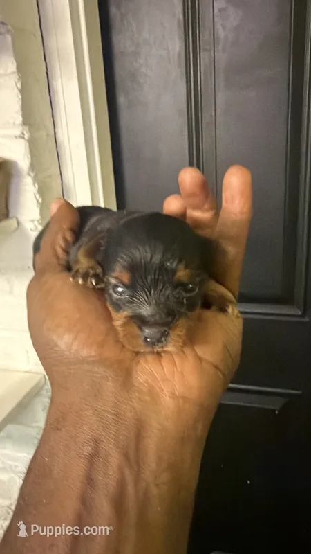 Traditional  – Yorkshire Terrier puppy for sale in Louisville, KY