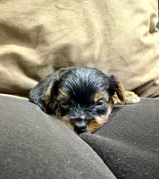 Teacup Yorkie , a female Yorkshire Terrier for sale in Louisville, KY – 5 of 10
