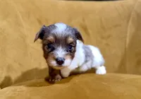 Blue Merle party Yorkie, a female Yorkshire Terrier for sale in Louisville, KY – 7 of 8