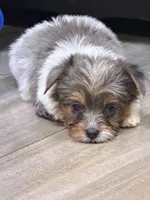 Blue Merle party Yorkie, a female Yorkshire Terrier for sale in Louisville, KY – 4 of 8
