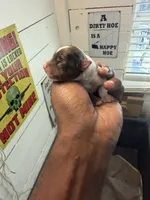 Blue Merle party Yorkie, a female Yorkshire Terrier for sale in Louisville, KY – 2 of 7