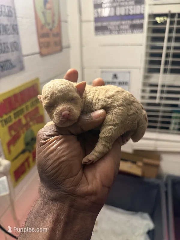 Toy poodle  – Poodle - Toy  puppy for sale in Louisville, KY