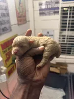 Toy poodle , a female Poodle - Toy  for sale in Louisville, KY – 5 of 5