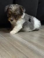 Blue Merle party Yorkie, a female Yorkshire Terrier for sale in Louisville, KY – 3 of 8