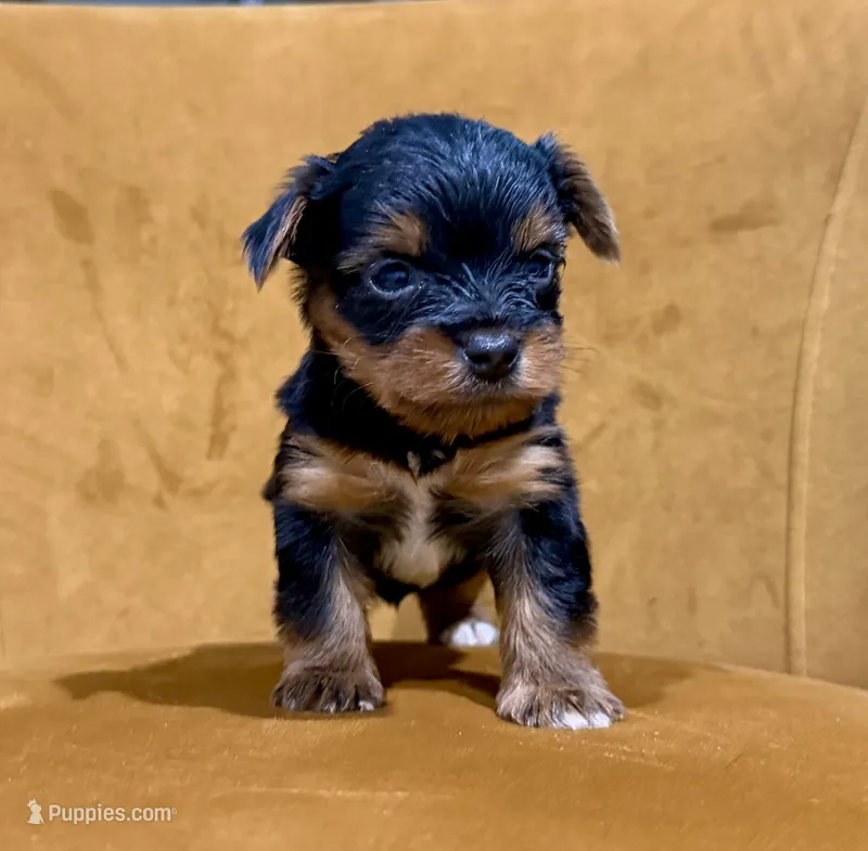 Traditional  – Yorkshire Terrier puppy for sale in Louisville, KY