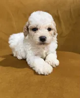 Toy poodle , a male Poodle - Toy  for sale in Louisville, KY – 6 of 10