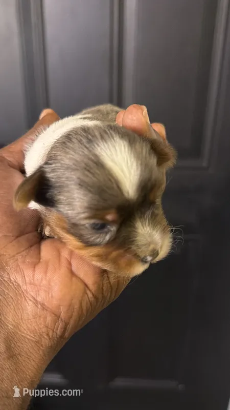 Blue Merle party Yorkie – Yorkshire Terrier puppy for sale in Louisville, KY