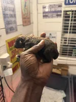 Toy poodle , a female Poodle - Toy  for sale in Louisville, KY – 2 of 5