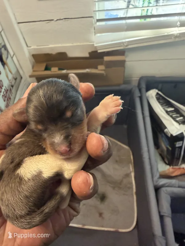 Blue Merle party Yorkie – Yorkshire Terrier puppy for sale in Louisville, KY