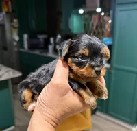 Teacup Yorkie , a female Yorkshire Terrier for sale in Louisville, KY – 9 of 10