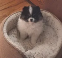 Female, a female Pomeranian for sale in Colorado Springs, CO – 3 of 4