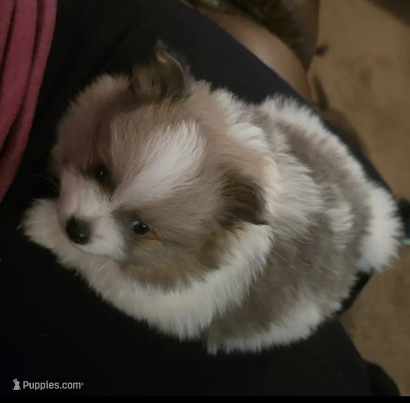 Male – Pomeranian puppy for sale in Colorado Springs, CO