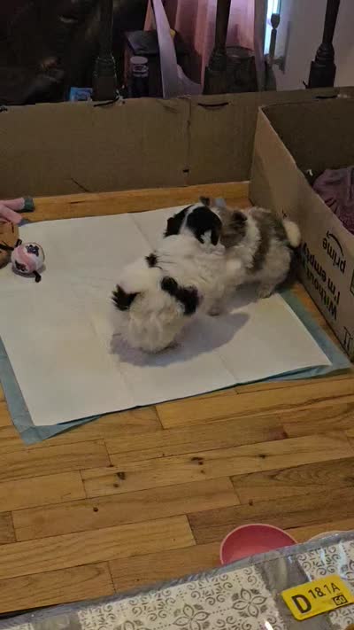 Female, a female Pomeranian for sale in Colorado Springs, CO – 4 of 4