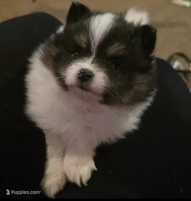 Female – Pomeranian puppy for sale in Colorado Springs, CO
