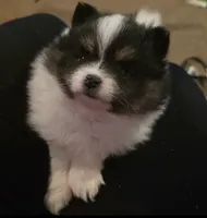 Female, a female Pomeranian for sale in Colorado Springs, CO – 1 of 4