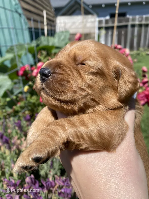 Red field Golden Retrievers  – Golden Retriever puppy for sale in Yuba City, CA
