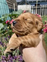 Red field Golden Retrievers , a female Golden Retriever for sale in Yuba City, CA – 1 of 1
