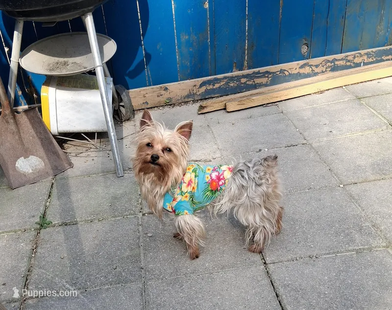 Cowboy  – Yorkshire Terrier puppy for sale in Greencastle, IN