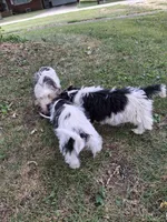 Cowboy , a male Yorkshire Terrier for sale in Greencastle, IN – Photo 3 of 4