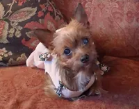 Cowboy , a male Yorkshire Terrier for sale in Greencastle, IN – Photo 2 of 4