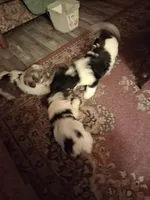 Cowboy , a male Yorkshire Terrier for sale in Greencastle, IN – Photo 4 of 4