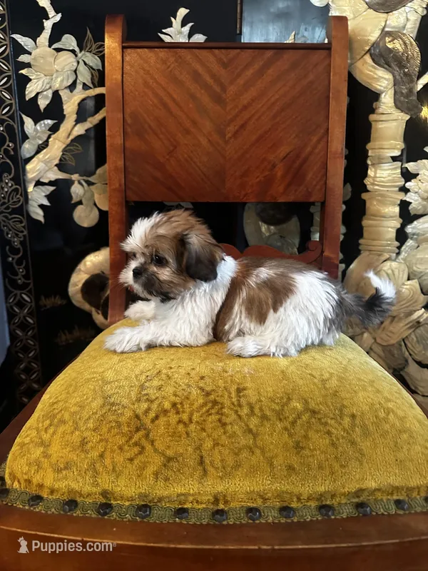 Rex – Shih Tzu puppy for sale in Naperville, IL