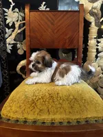Rex, a male Shih Tzu for sale in Naperville, IL – Photo 1 of 9