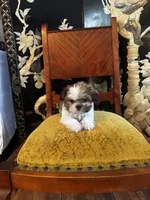 Rex, a male Shih Tzu for sale in Naperville, IL – Photo 4 of 9