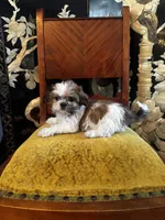 Rex, a male Shih Tzu for sale in Naperville, IL – Photo 8 of 9