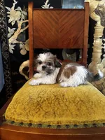 Rex, a male Shih Tzu for sale in Naperville, IL – Photo 5 of 9