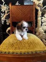 Rex, a male Shih Tzu for sale in Naperville, IL – Photo 3 of 9
