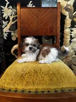 Rex, a male Shih Tzu for sale in Naperville, IL – Photo 6 of 9