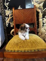 Rex, a male Shih Tzu for sale in Naperville, IL – Photo 7 of 9