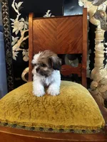 Rex, a male Shih Tzu for sale in Naperville, IL – Photo 2 of 9